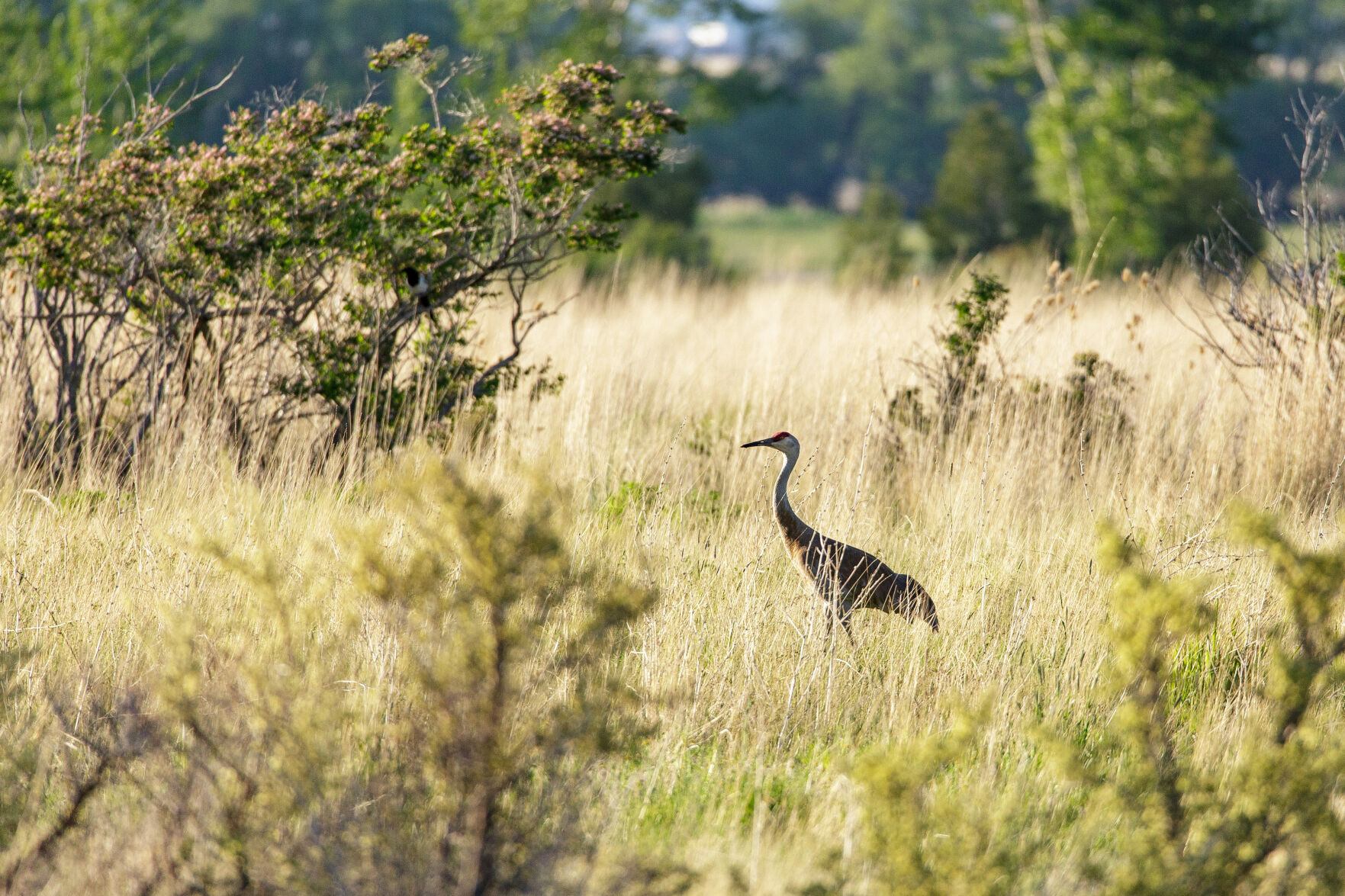 Sandhill crane